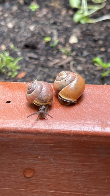 Schnecken in Menge